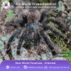 Avicularia braunshausheni Tarantula